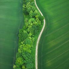 Idyllic country road through a bright green wheat field in Spring